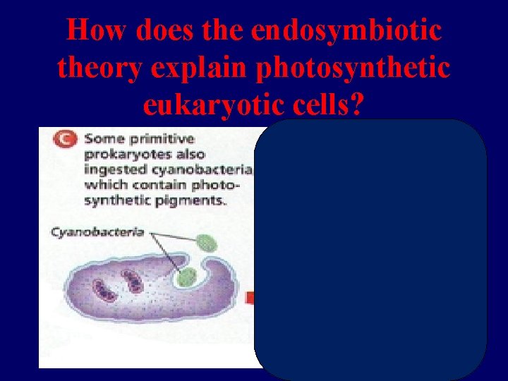 How does the endosymbiotic theory explain photosynthetic eukaryotic cells? 