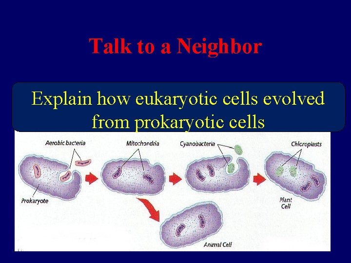 Talk to a Neighbor Explain how eukaryotic cells evolved from prokaryotic cells 