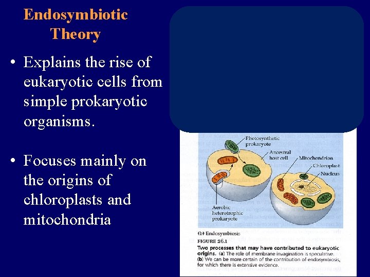 Endosymbiotic Theory • Explains the rise of eukaryotic cells from simple prokaryotic organisms. •