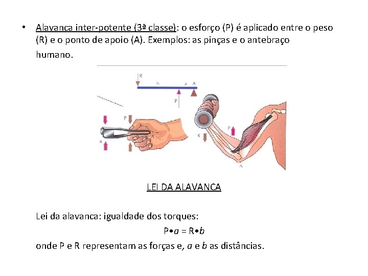  • Alavanca inter-potente (3ª classe): o esforço (P) é aplicado entre o peso