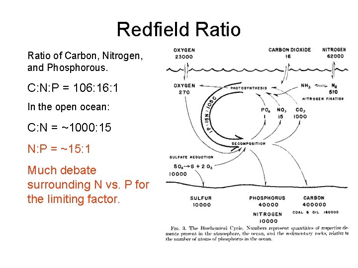 Redfield Ratio of Carbon, Nitrogen, and Phosphorous. C: N: P = 106: 1 In