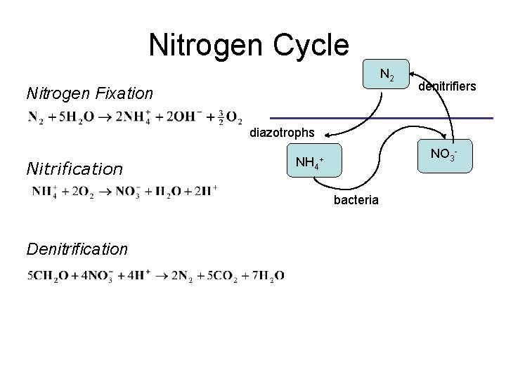 Nitrogen Cycle N 2 Nitrogen Fixation denitrifiers diazotrophs Nitrification NH 4 NO 3 -