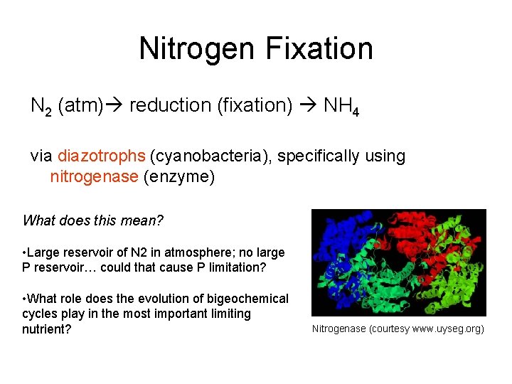 Nitrogen Fixation N 2 (atm) reduction (fixation) NH 4 via diazotrophs (cyanobacteria), specifically using