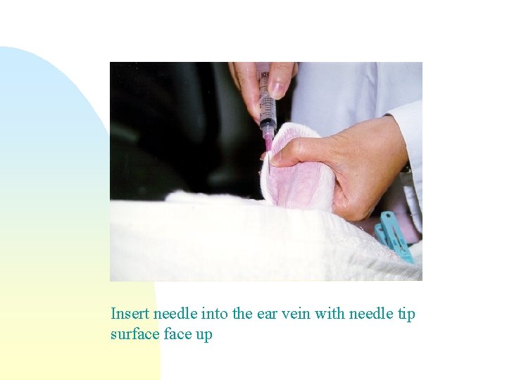 Insert needle into the ear vein with needle tip surface up 