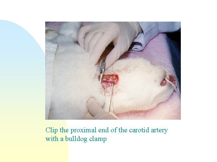 Clip the proximal end of the carotid artery with a bulldog clamp 