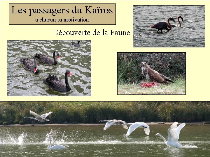Les passagers du Kaïros à chacun sa motivation Découverte de la Faune 