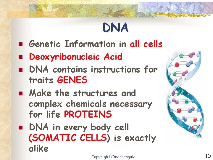 DNA n n n Genetic Information in all cells Deoxyribonucleic Acid DNA contains instructions