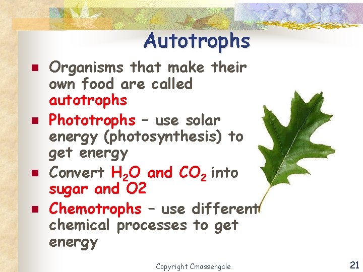 Autotrophs n n Organisms that make their own food are called autotrophs Phototrophs –