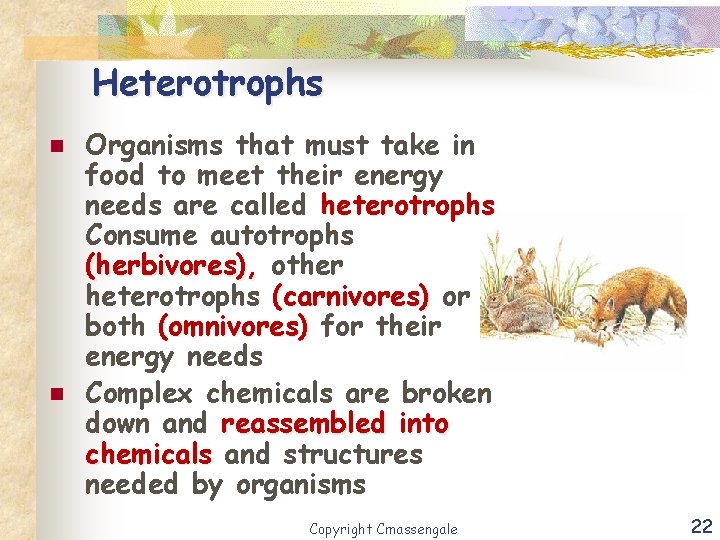 Heterotrophs n n Organisms that must take in food to meet their energy needs