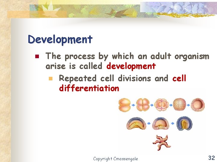 Development n The process by which an adult organism arise is called development n