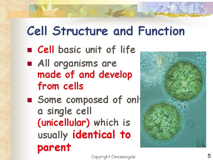 Cell Structure and Function n Cell basic unit of life All organisms are made