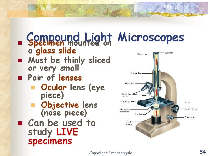 n n Compound Light Microscopes Specimen mounted on a glass slide Must be thinly