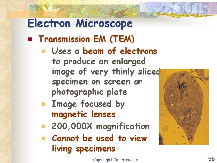 Electron Microscope n Transmission EM (TEM) n Uses a beam of electrons to produce