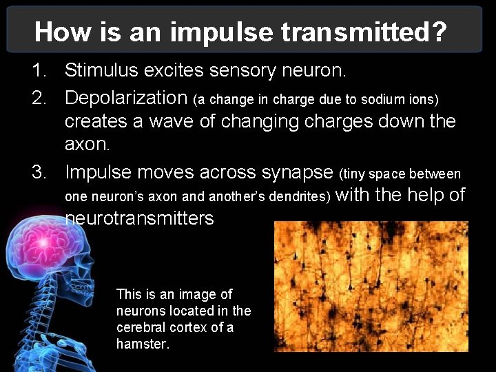 How is an impulse transmitted? 1. Stimulus excites sensory neuron. 2. Depolarization (a change