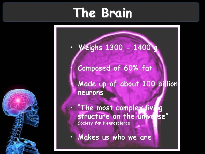 The Brain • Weighs 1300 - 1400 g • Composed of 60% fat •