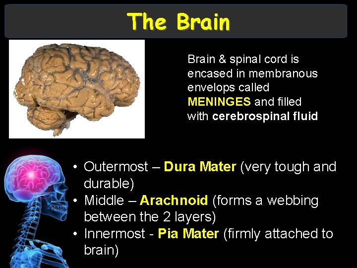 The Brain & spinal cord is encased in membranous envelops called MENINGES and filled