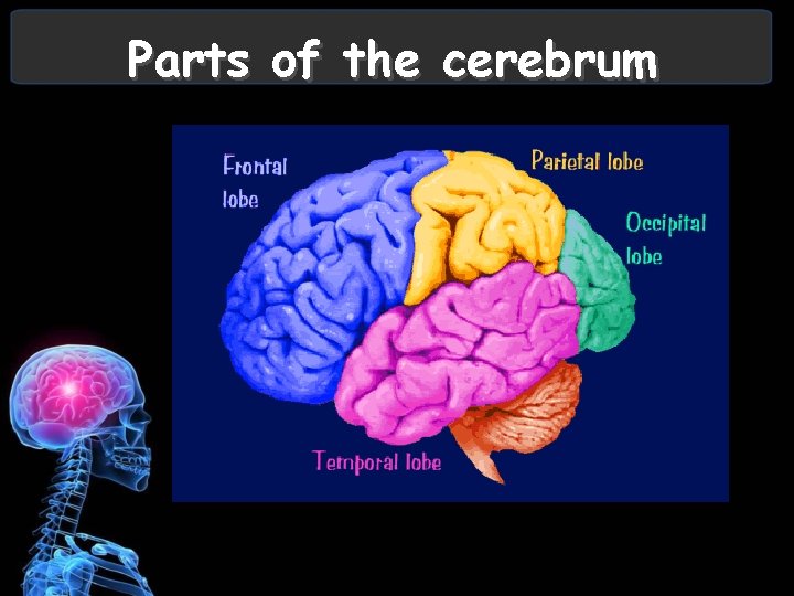 Parts of the cerebrum 