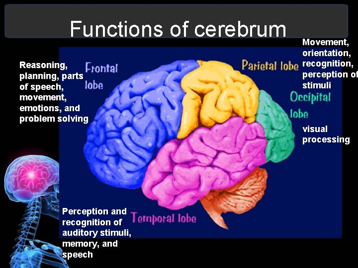 Functions of cerebrum Reasoning, planning, parts of speech, movement, emotions, and problem solving Perception