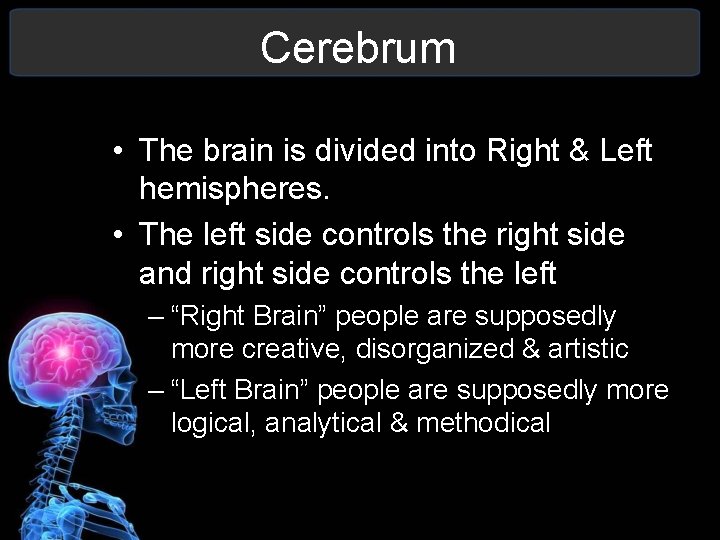 Cerebrum • The brain is divided into Right & Left hemispheres. • The left