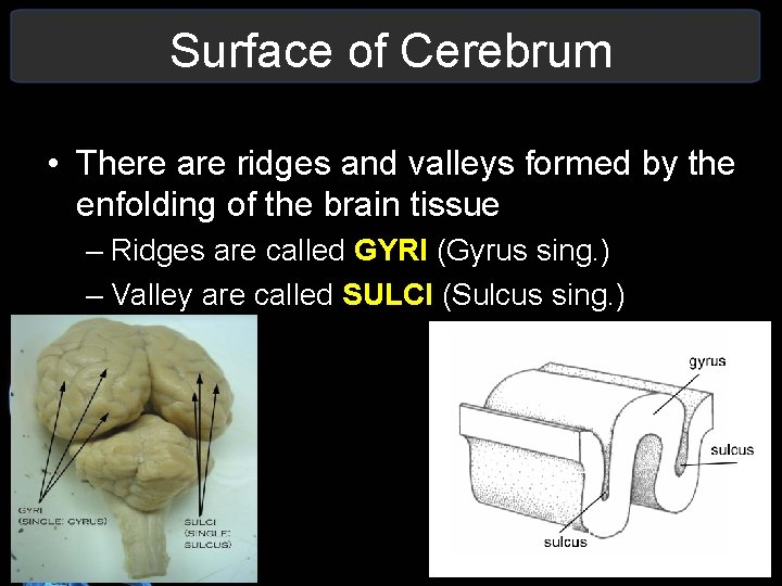 Surface of Cerebrum • There are ridges and valleys formed by the enfolding of