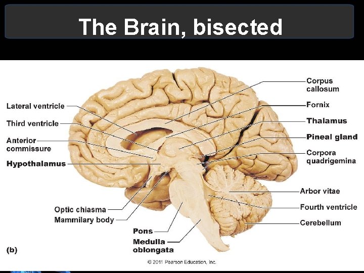 The Brain, bisected • . 