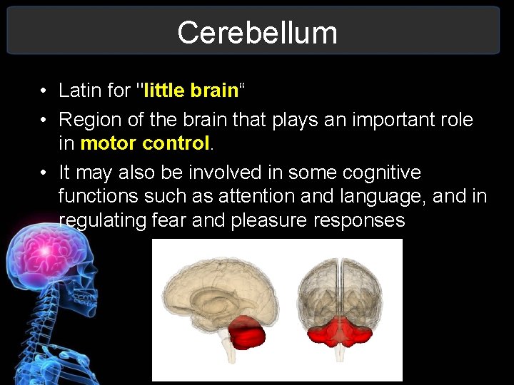Cerebellum • Latin for "little brain“ • Region of the brain that plays an