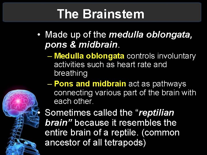 The Brainstem • Made up of the medulla oblongata, pons & midbrain. – Medulla