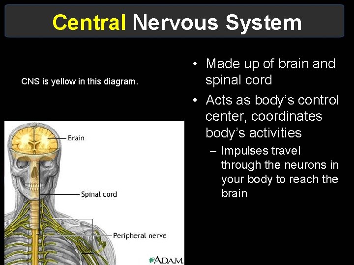 Central Nervous System CNS is yellow in this diagram. • Made up of brain