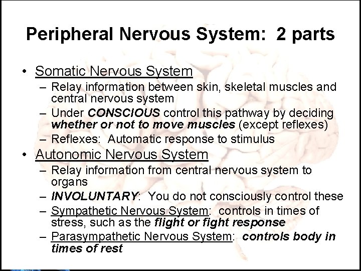 Peripheral Nervous System: 2 parts • Somatic Nervous System – Relay information between skin,