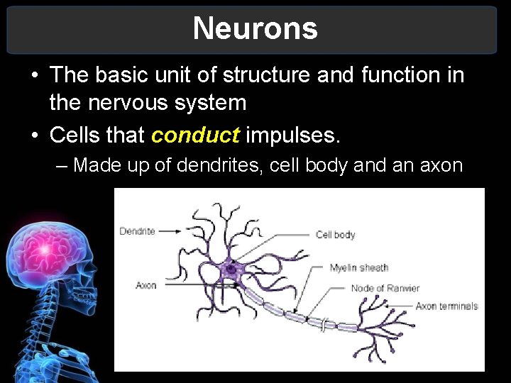Neurons • The basic unit of structure and function in the nervous system •