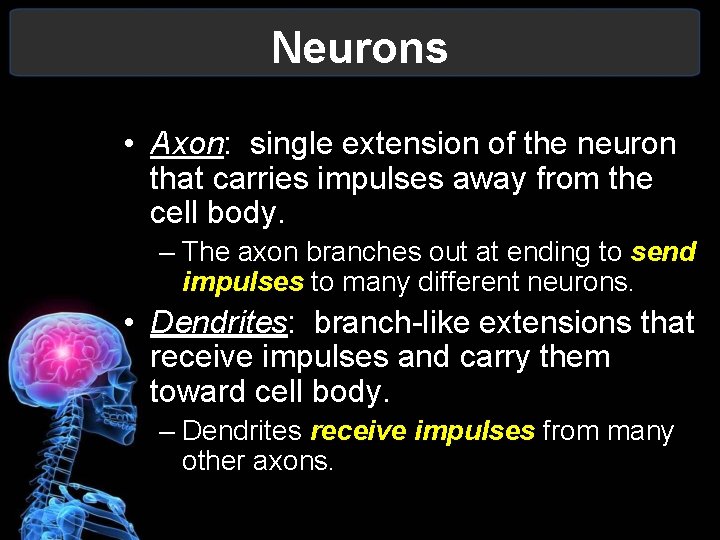 Neurons • Axon: single extension of the neuron that carries impulses away from the