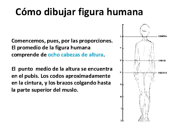 Cómo dibujar figura humana Comencemos, pues, por las proporciones. El promedio de la figura