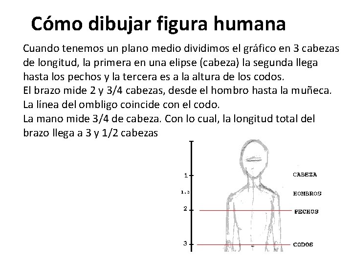 Cómo dibujar figura humana Cuando tenemos un plano medio dividimos el gráfico en 3