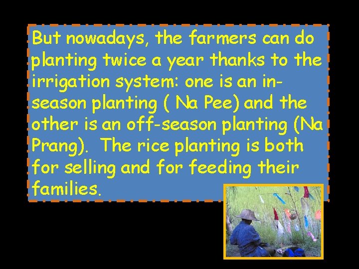 But nowadays, the farmers can do planting twice a year thanks to the irrigation