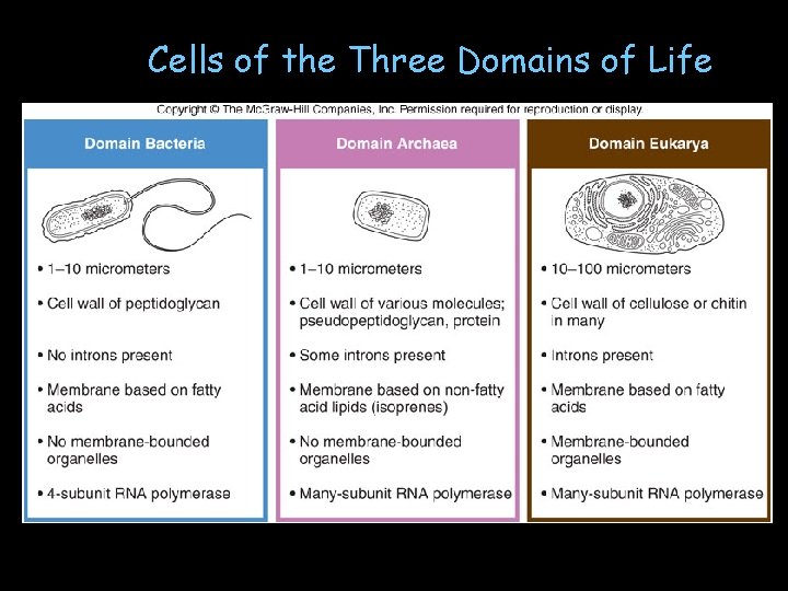 Cells of the Three Domains of Life 