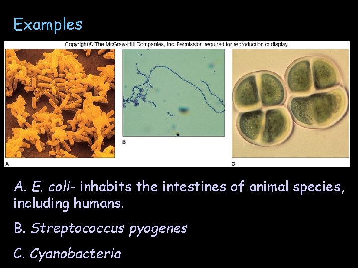 Examples A. E. coli- inhabits the intestines of animal species, including humans. B. Streptococcus