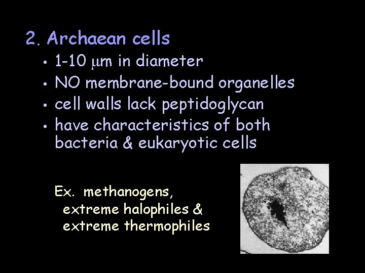 2. Archaean cells • • 1 -10 m in diameter NO membrane-bound organelles cell