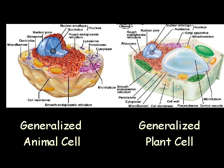 Generalized Animal Cell Generalized Plant Cell Generalized Animal Cell Generalized Plant Cell