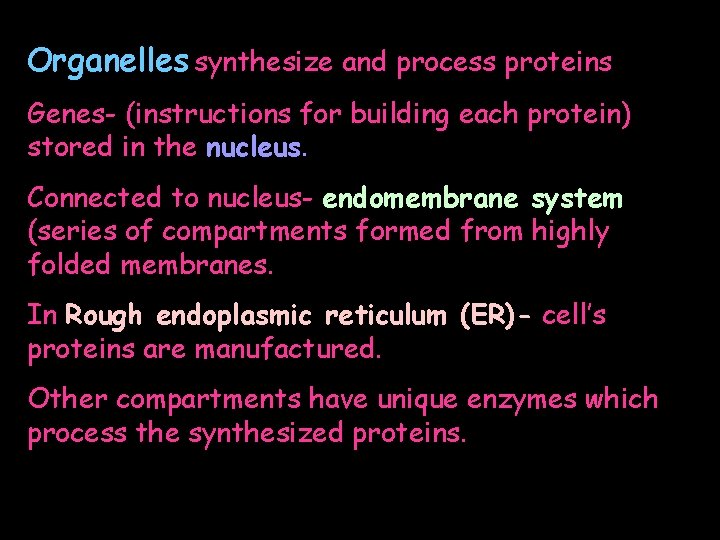 Organelles synthesize and process proteins Genes- (instructions for building each protein) stored in the