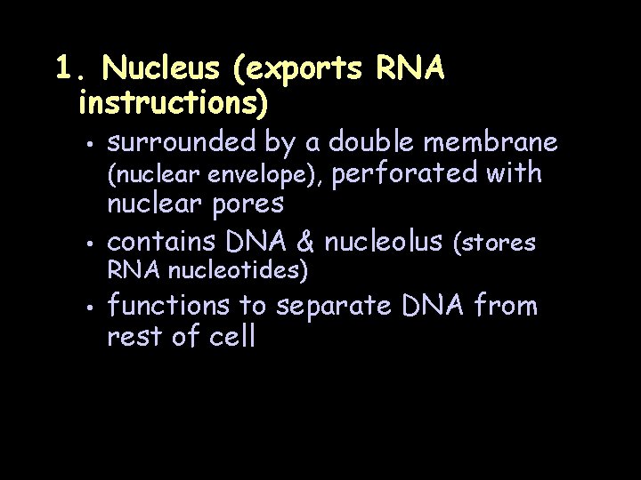 1. Nucleus (exports RNA instructions) • • • surrounded by a double membrane (nuclear