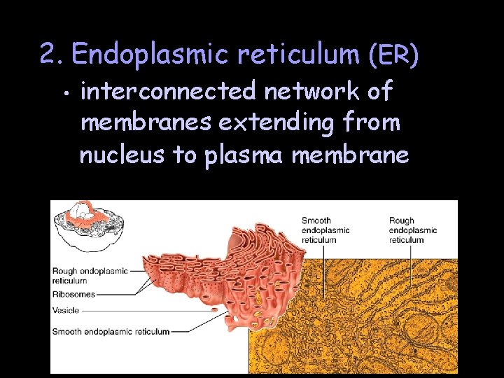 2. Endoplasmic reticulum (ER) • interconnected network of membranes extending from nucleus to plasma