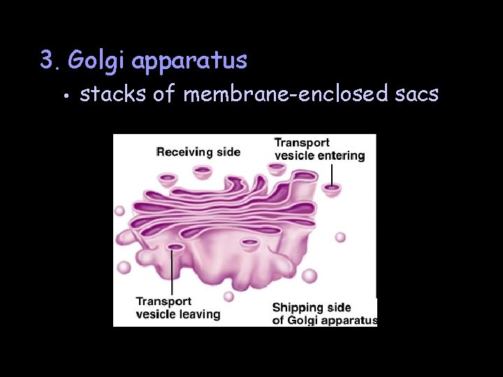 3. Golgi apparatus • stacks of membrane-enclosed sacs 