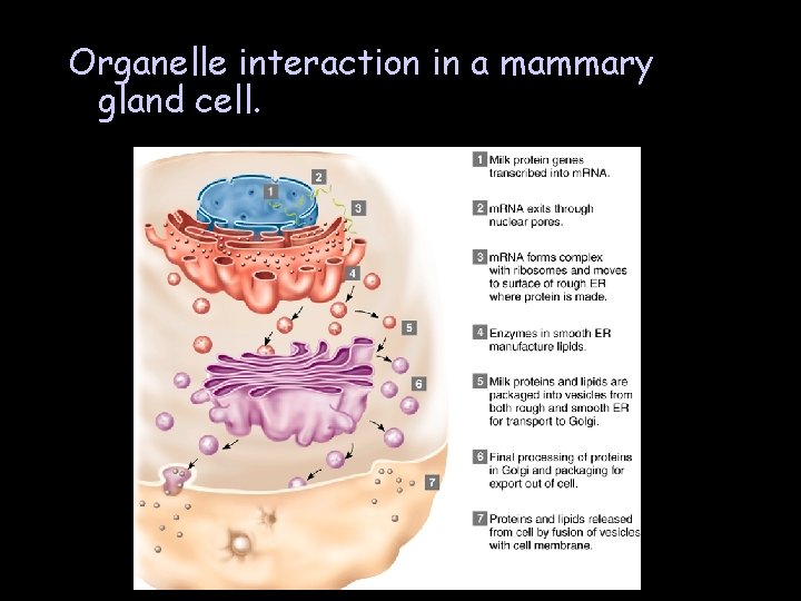 Organelle interaction in a mammary gland cell. 
