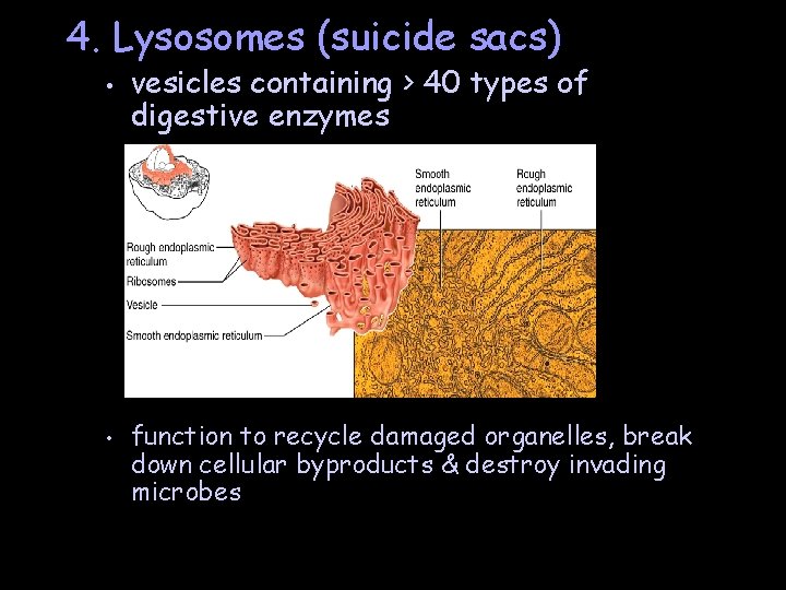 4. Lysosomes (suicide sacs) • • vesicles containing > 40 types of digestive enzymes