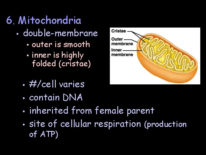 6. Mitochondria • double-membrane outer is smooth • inner is highly folded (cristae) •