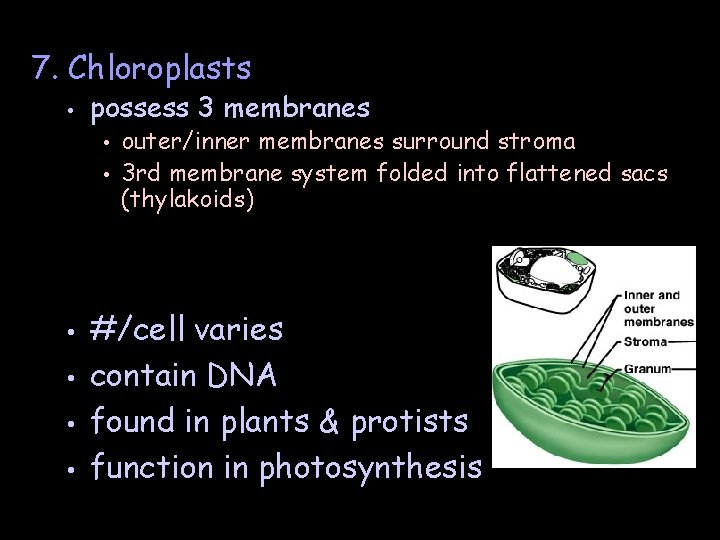 7. Chloroplasts • possess 3 membranes outer/inner membranes surround stroma • 3 rd membrane