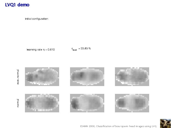 LVQ 1 demo ESANN 2006, Classification of boar sperm head images using LVQ 
