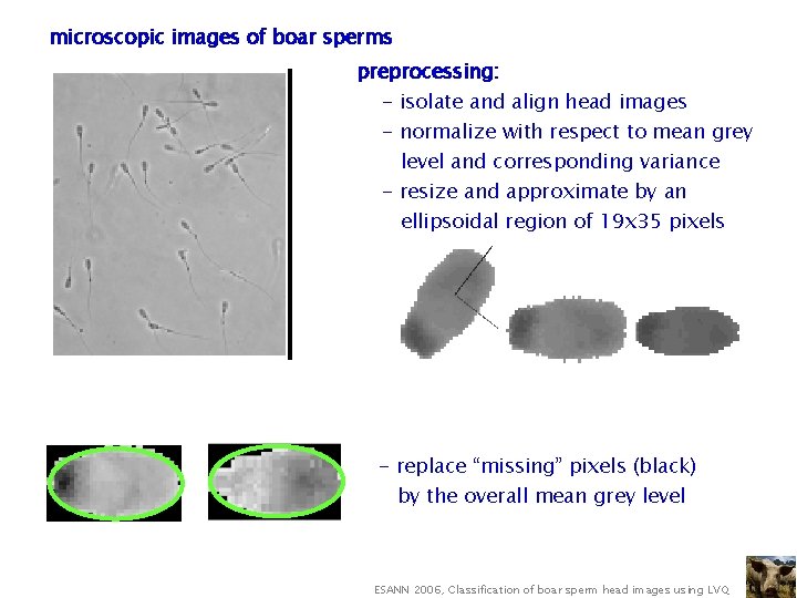 microscopic images of boar sperms preprocessing: - isolate and align head images - normalize