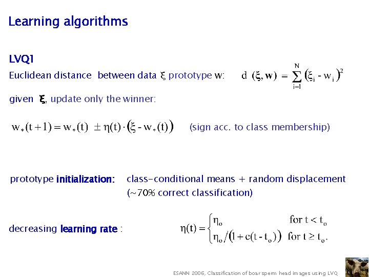 Learning algorithms LVQ 1 Euclidean distance between data ξ prototype w: given ξ, update