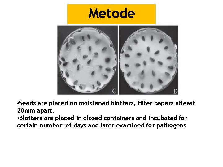 Metode Blotter Method • Seeds are placed on moistened blotters, filter papers atleast 20